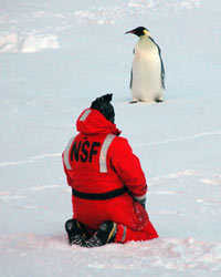 empire penguin in antarctica