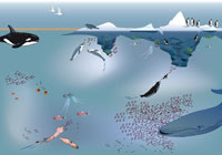 Antarctic Winter Ecosystem Interactive