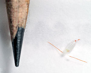 juveline copepod compared to tip of pencil