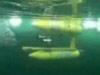 underwater video of PUMA