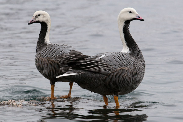 A pair of emperor geese feed on shellfish in Dutch Harbor.