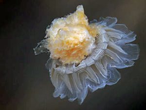 jellyfish