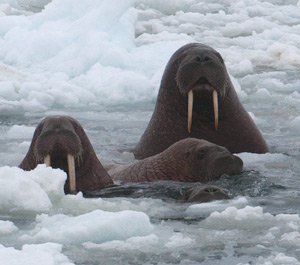 walrus