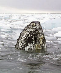 humpback whale in antarctica