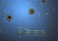 diatom, curethron