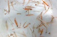 krill