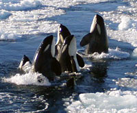 orcas