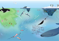 Antarctic Summer Ecosystem interactive