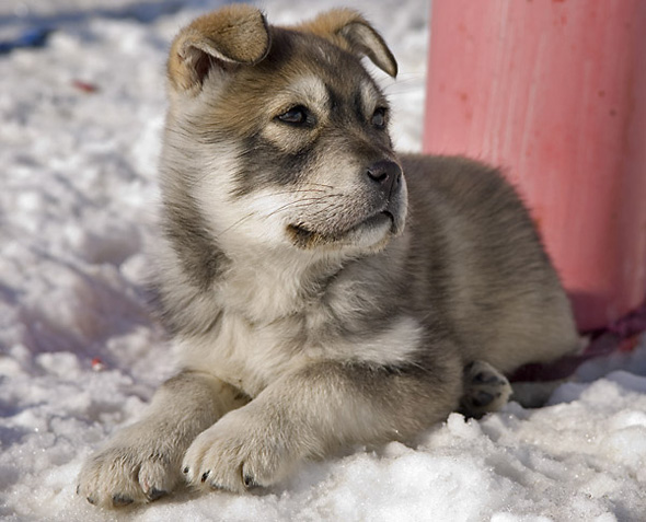 sled dog puppy